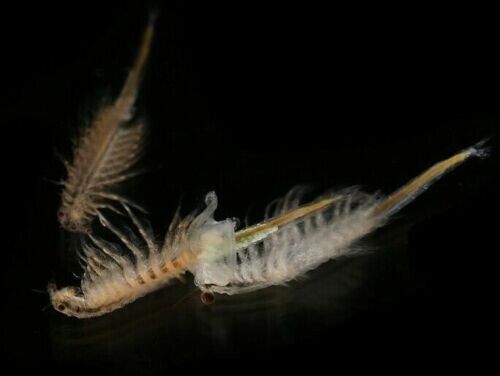 120,000 Fairy Shrimps Cysts Eggs Betta Guppy Discus Water Fresh Tropical FishNew