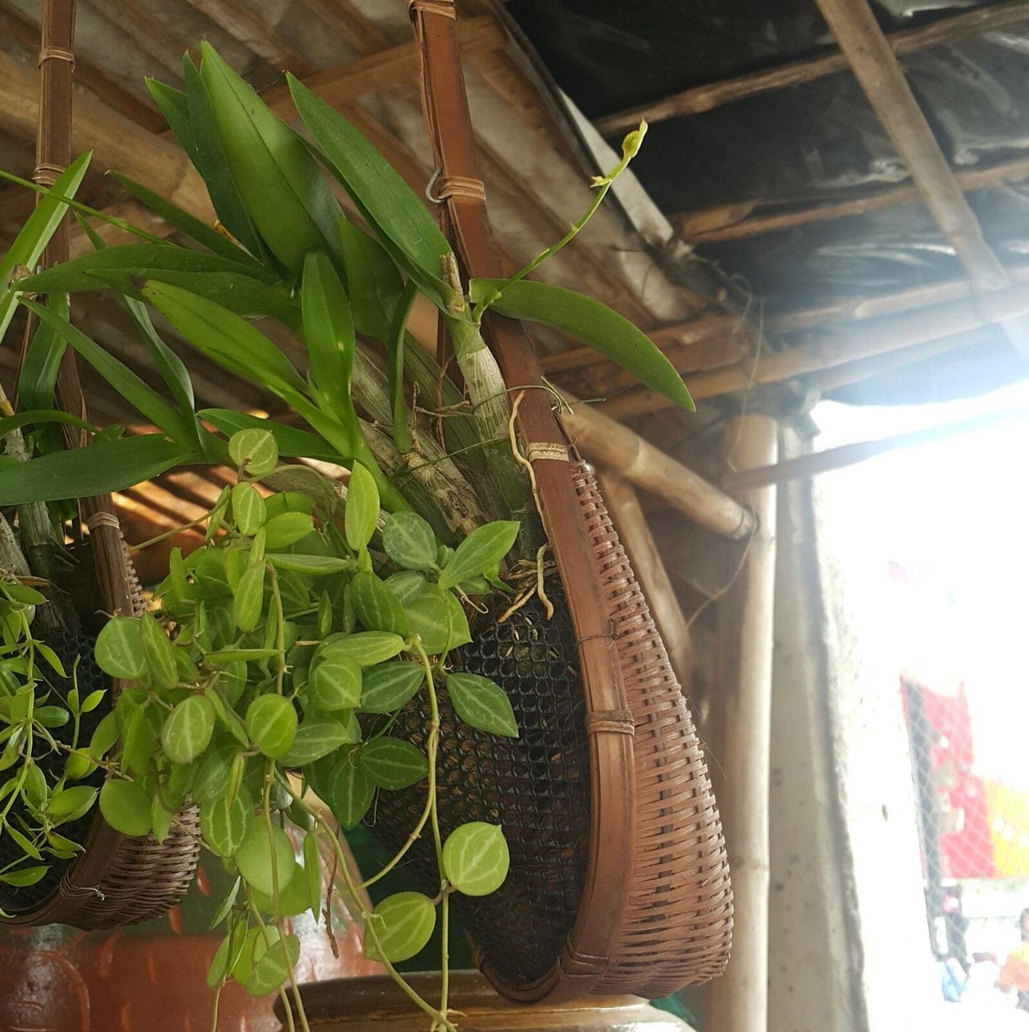 Woven Basket Planter Home Decor Orchid Flower Hanging Plant Pot Bamboo Garden