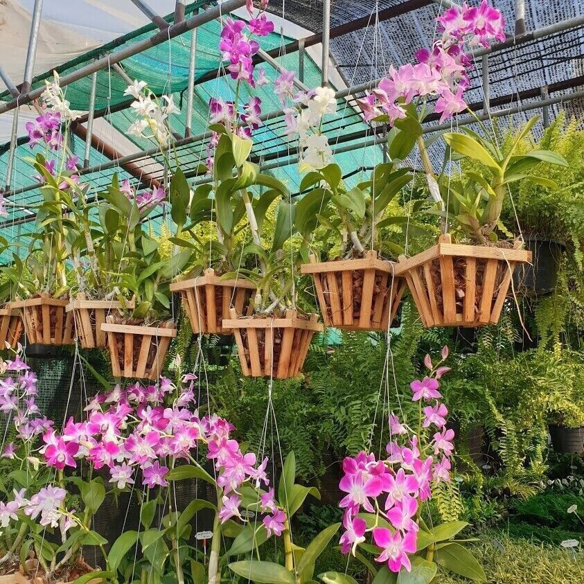 100pcs Hanging Wire Orchid Vanda Hanger Plant Garden Planter Flowers Baskets4Leg