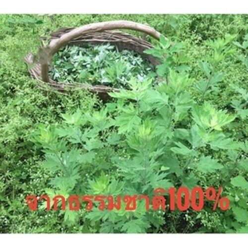 100Pcs 100% Authentic Kinoki Gold Premium Detox Foot Pads Health Organic Herbal