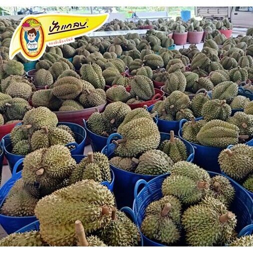 3x Fried Durian Chips Monthong Original Natural Flavor Small Pieces Thai 500g