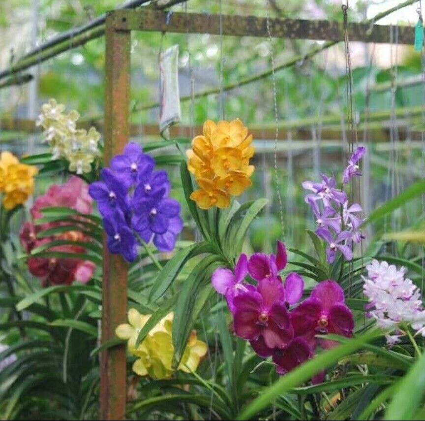 12x Hanging Wire Orchid Vanda Hanger Planter Flowers Plant Garden Baskets