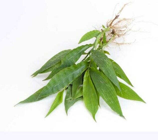 12x Grass Repair Female Rejuvenation Fit Firm Natural Herbal Vaginal Tightening