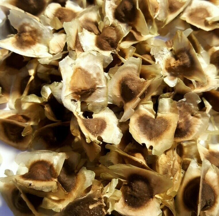 1000g Seed Organic Dried Moringa Oleifera Seeds Herbal Natural Health Skin Hair