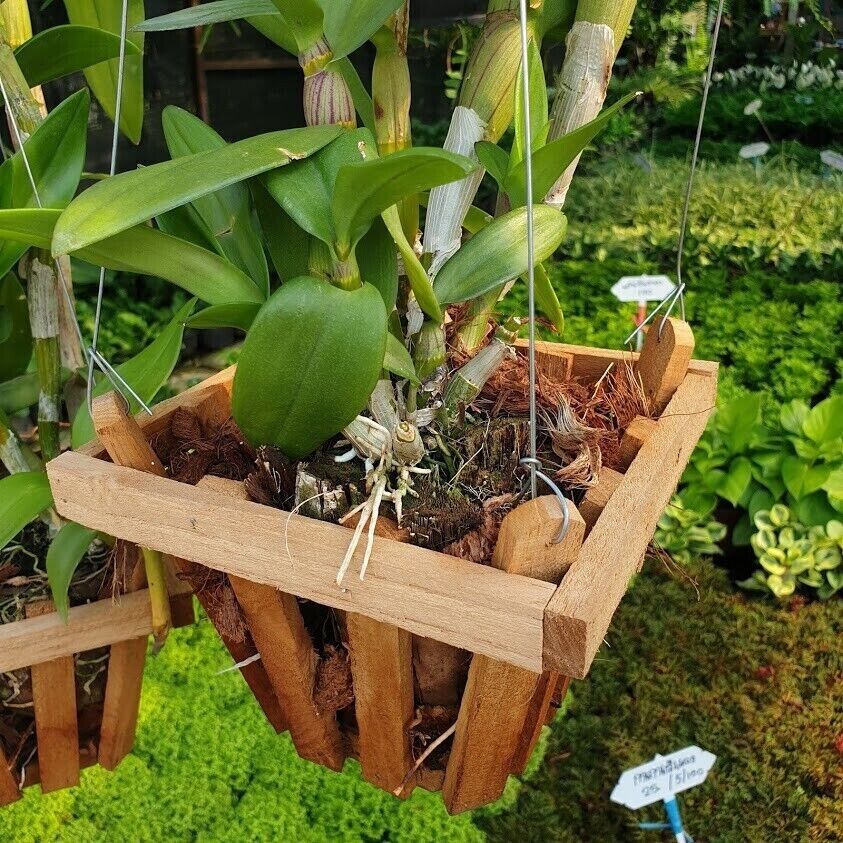 100pcs Hanging Wire Orchid Vanda Hanger Plant Garden Planter Flowers Baskets4Leg