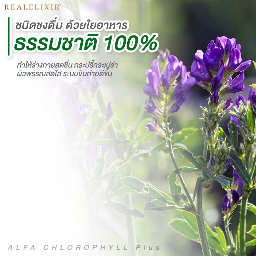 10x Real Elixir Alfa Chlorophyll Plus Natural Fiber Powder Drink Good Skin 100 g