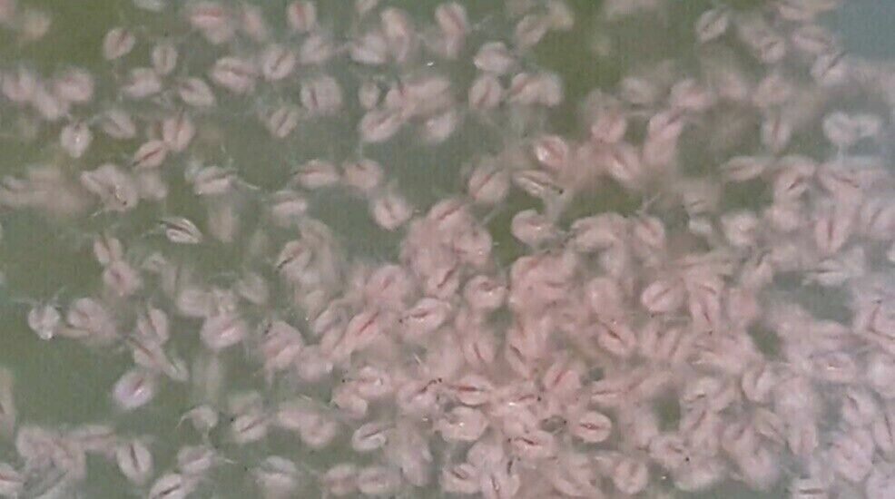 120,000 Fairy Shrimps Cysts Eggs Betta Guppy Discus Water Fresh Tropical FishNew