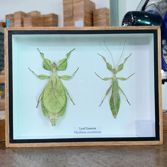 Leaf Insects Display Box Phyllium siccifolium Taxidermy Beetle Fly Wooden Frame
