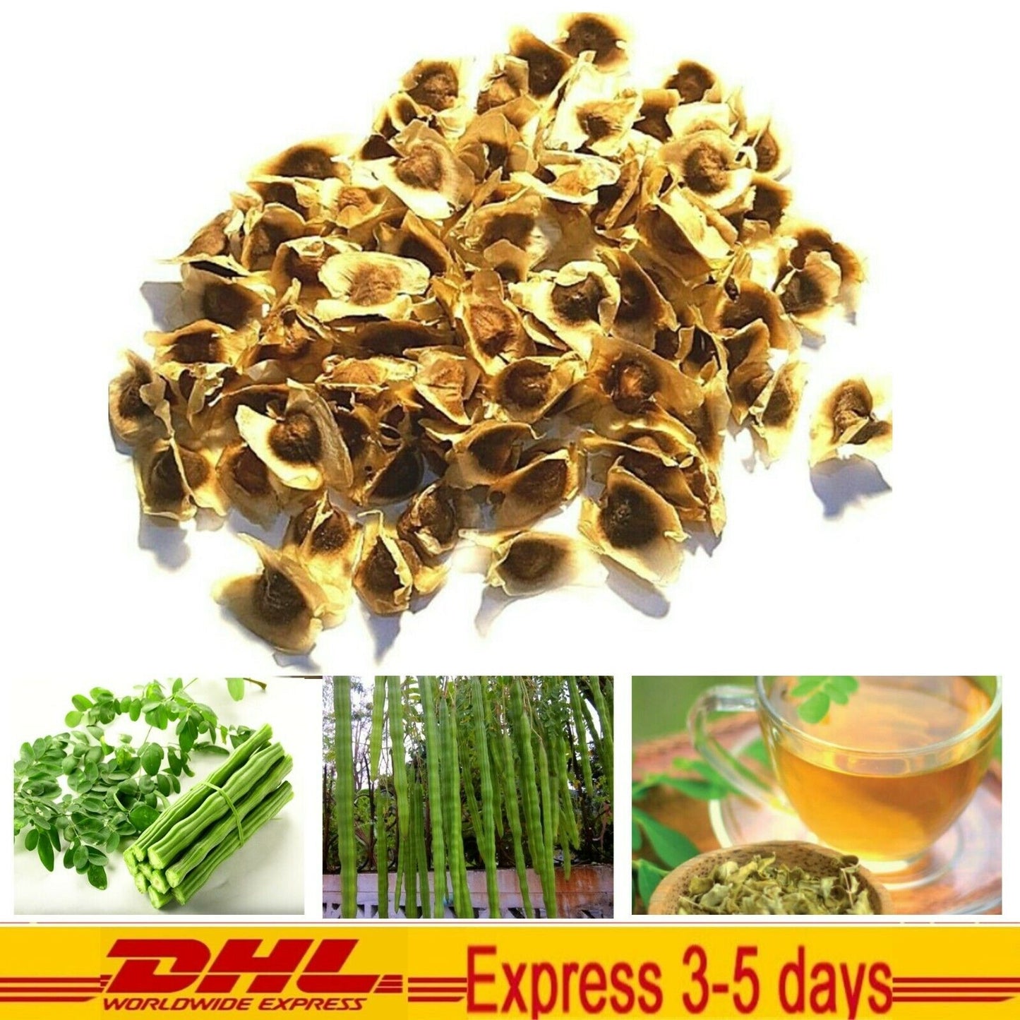 1000g Seed Organic Dried Moringa Oleifera Seeds Herbal Natural Health Skin Hair