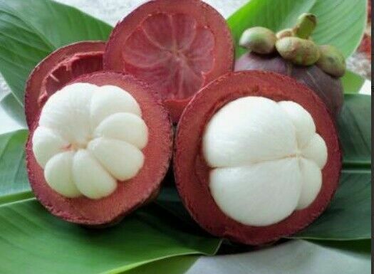 1000g Mangosteen Peel Powder Herbal Thai Organic Tea Great Reduce body Heat