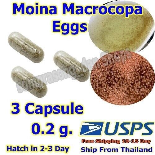 3 Cap P3 Moina Macrocopa eggs High protein Food For Betta Killifish Guppy Fish