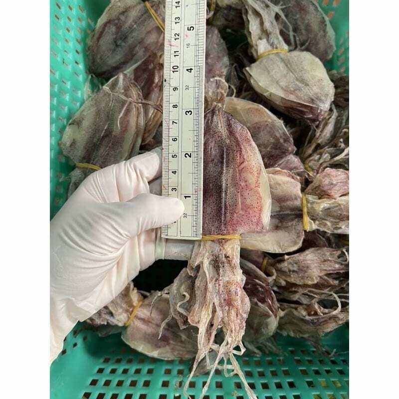 1000g x Dried Whole Medium Squid Thai Seafood Clean Fresh Snack 4in