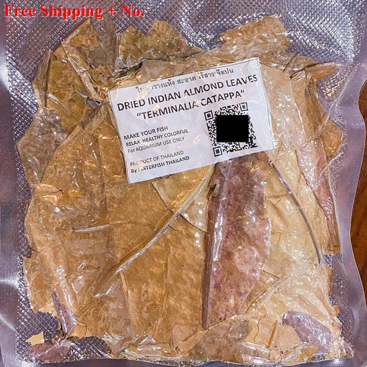 3 pcs Catappa Indian Almond Leaves Ketapang Leaf Shrimp Betta Fish Aquarium Care