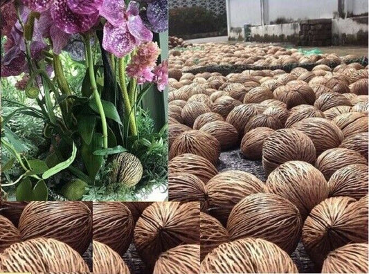 6X Thai Natural 100% Plants Home Decor Multipurpose Hanging Gift DIY Planter