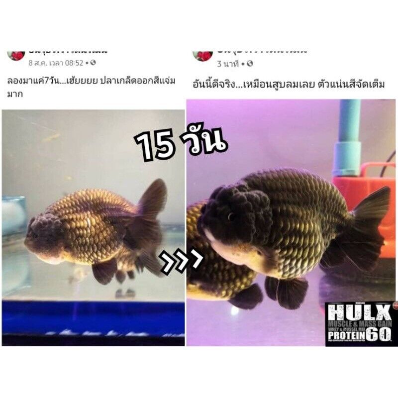 HULX SUPREME Goldfish Food Sinking Pellets Whey Mixed High Quality Protein 60%