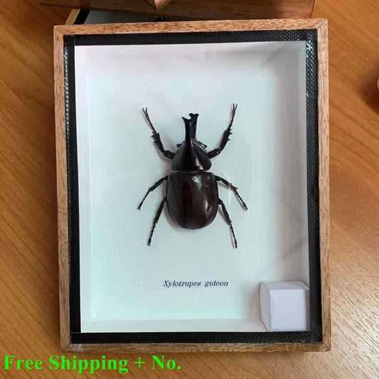 Real Insect Beetle Fly Wood Frame Taxidermy Rare Delve into Study Weird Perfect