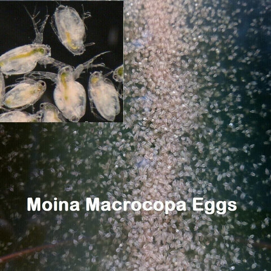 Moina Macrocopa eggs High protein Food For Betta Killifish Guppy Fish tank 120k