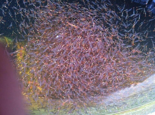 120,000 Fairy Shrimps Cysts Eggs Betta Guppy Discus Water Fresh Tropical FishNew