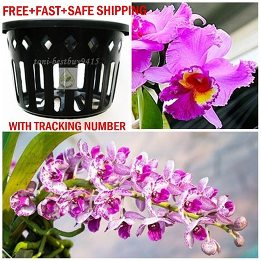 3 Round Vanda Orchid Mesh Net Pot Basket Cup 6" Hanging Paphiopedil Phalaenopsis