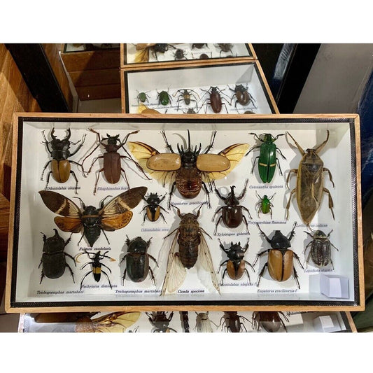 Cicada speciosa Insects Beetle Eupatorus Taxidermy Rare Collectibles Display Box