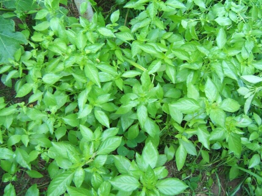 Basil seeds Weight Loss Herb Slimming Shape Thai Diet Natural Detox Clean 100g