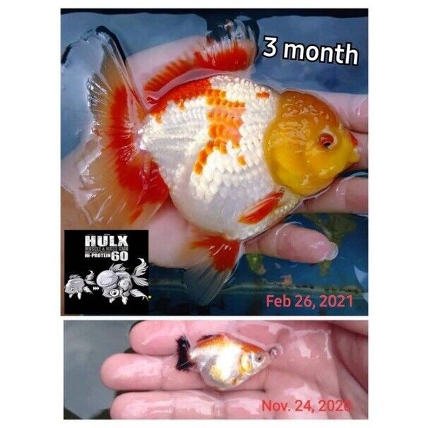 HULX SUPREME Goldfish Food Sinking Pellets Whey Mixed High Quality Protein 60%