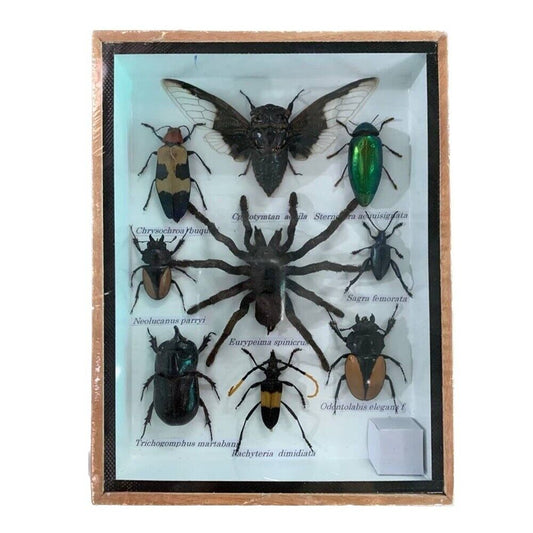 Real Specimen Tarantula Spider Arachnid Moth Butterfly Display Nature Taxidermy