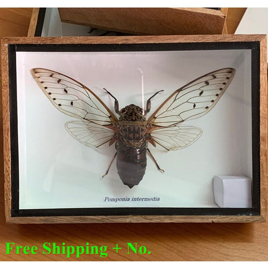 Real Butterfly Insects Beetle Fly Wood Frame Taxidermy Rare Delve into Strange