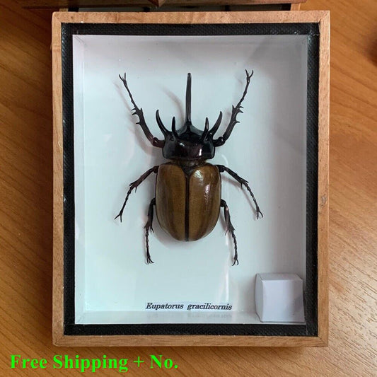 Real Insect Beetle Fly Wood Frame Taxidermy Rare Delve into Study Weird Perfect