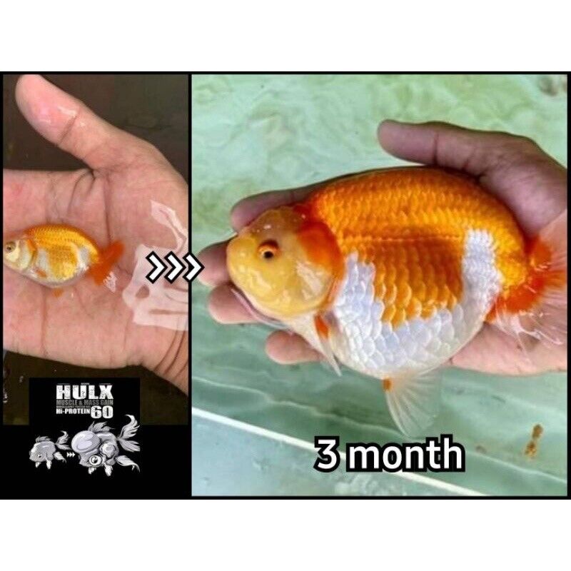HULX SUPREME Goldfish Food Sinking Pellets Whey Mixed High Quality Protein 60%