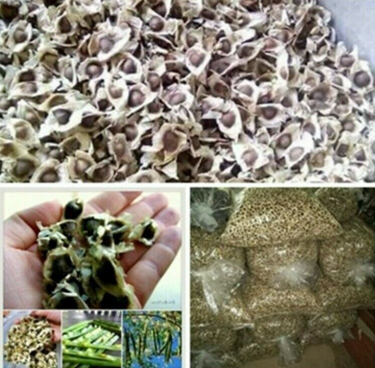 1000g Seed Organic Dried Moringa Oleifera Seeds Herbal Natural Health Skin Hair