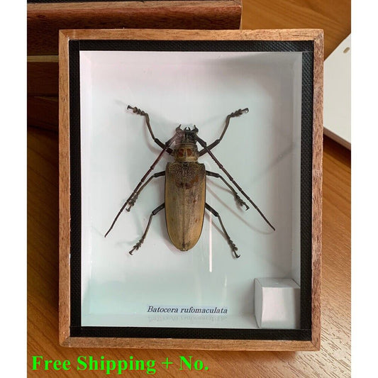 Collectibles Real Insect Beetle Fly Wood Frame Taxidermy Rare Delve into Strange