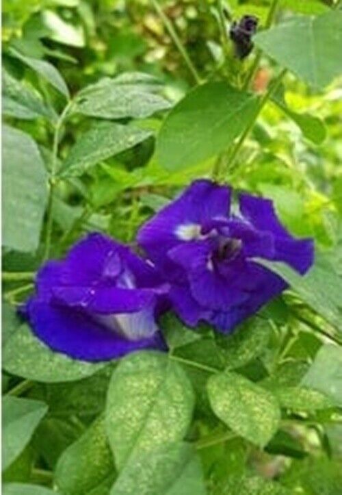 3x Clitoria Secret Shampoo Ginseng Butterfly Pea Aloe Vera Bergamot 300ml