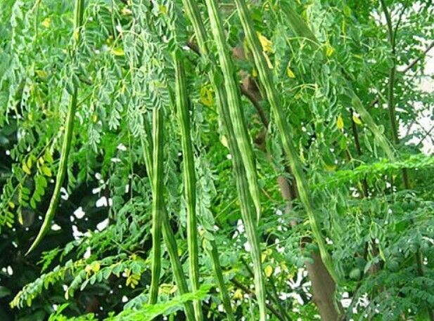 1000g Seed Organic Dried Moringa Oleifera Seeds Herbal Natural Health Skin Hair