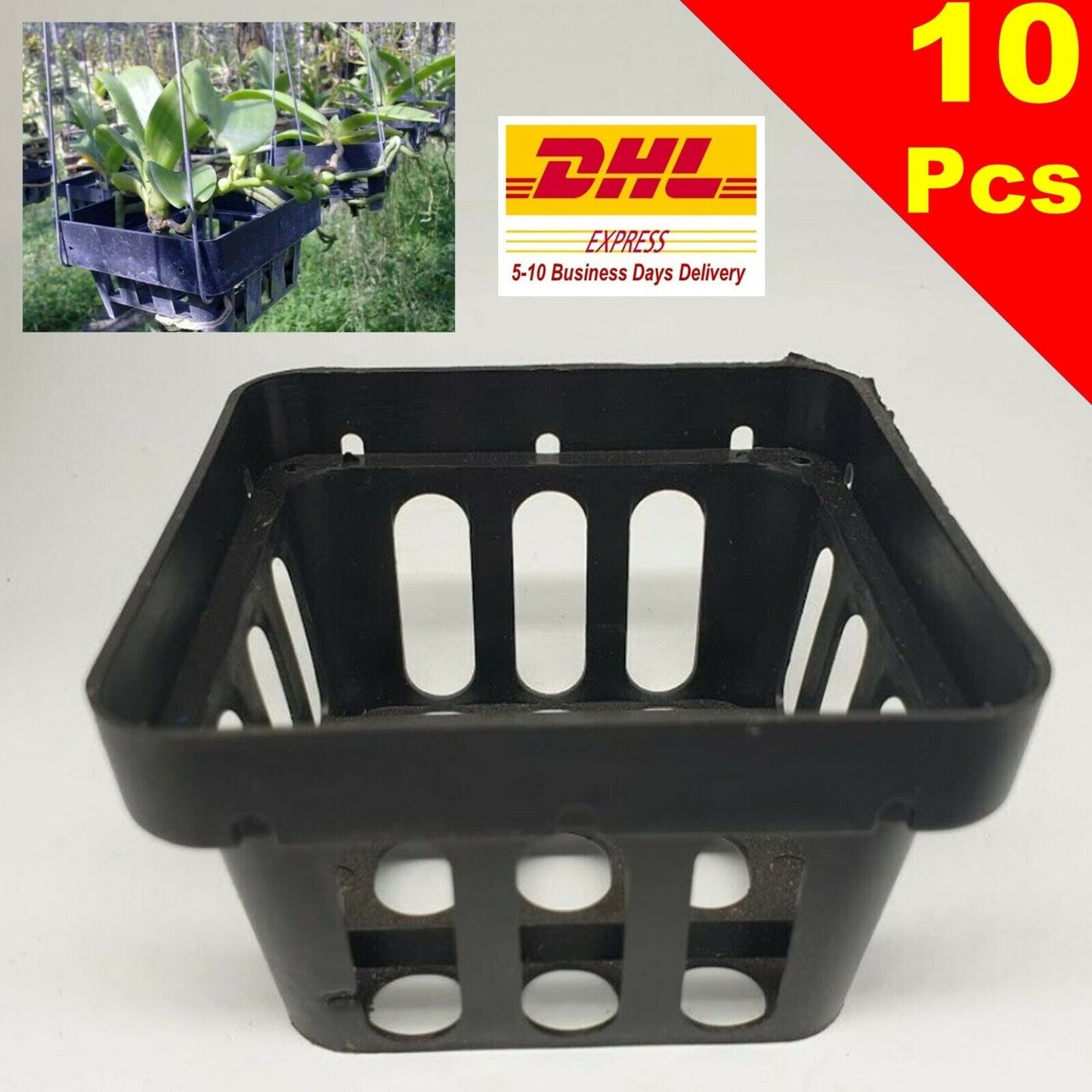 10 x Orchid Baskets Thai Vanda Garden Flower Tree Outdoor 3.75" Fast Ship DHL