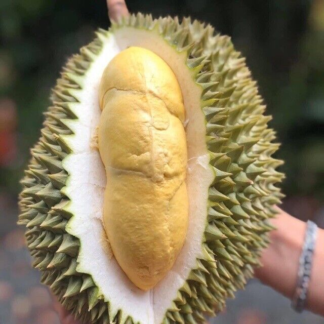 5x 150g Monthong Durian Paste Thai King Fruit Premium Food Delicious Snack