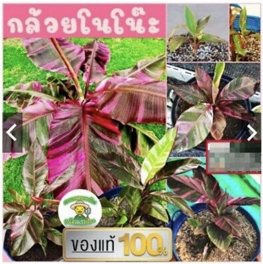 Nono Banana seeds spotted banana Popular seeds Pink Banana seeds 1/5/10/50/100.