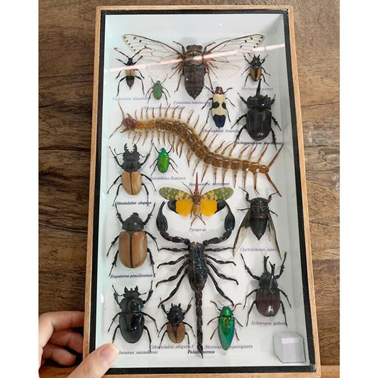 Scorpion Centipede Insects Display Eupatorus Taxidermy Beetle Rare Gift Frame