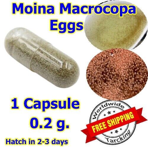 1PC. Moina Macrocopa Eggs,Water Flea, Fish Food Live Hi protein Culture Hatching