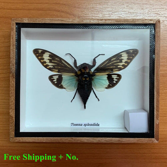 Real Butterfly Insect Wood Frame Taxidermy Rare Delve into Strange Research Gift